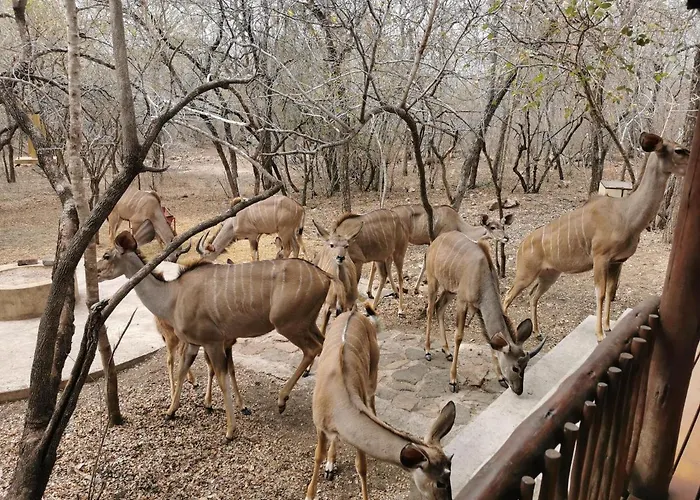 Gemsbok Place