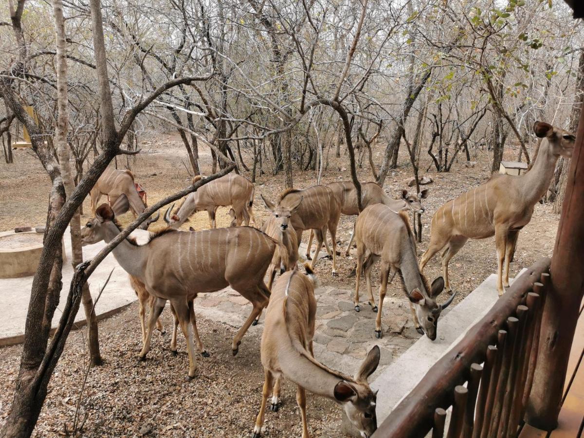 Gemsbok Place